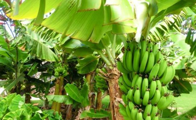 Fungi May Wipe Out Bananas in 5 to 10 Years: Study