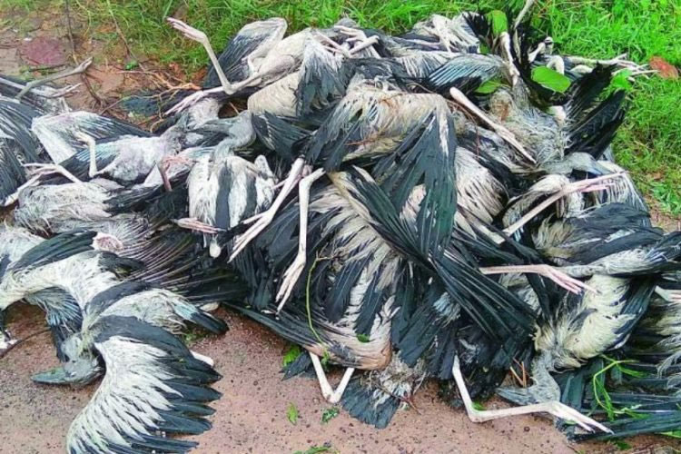 Over 20 Migratory Birds Found Dead In Fishing Nets