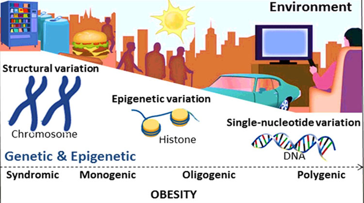 Obesity Causing Genes Identified