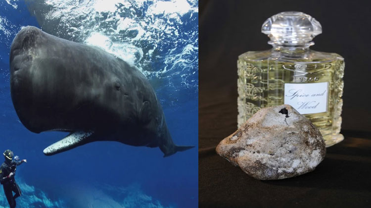 omg-your-perfume-contains-whale-vomit