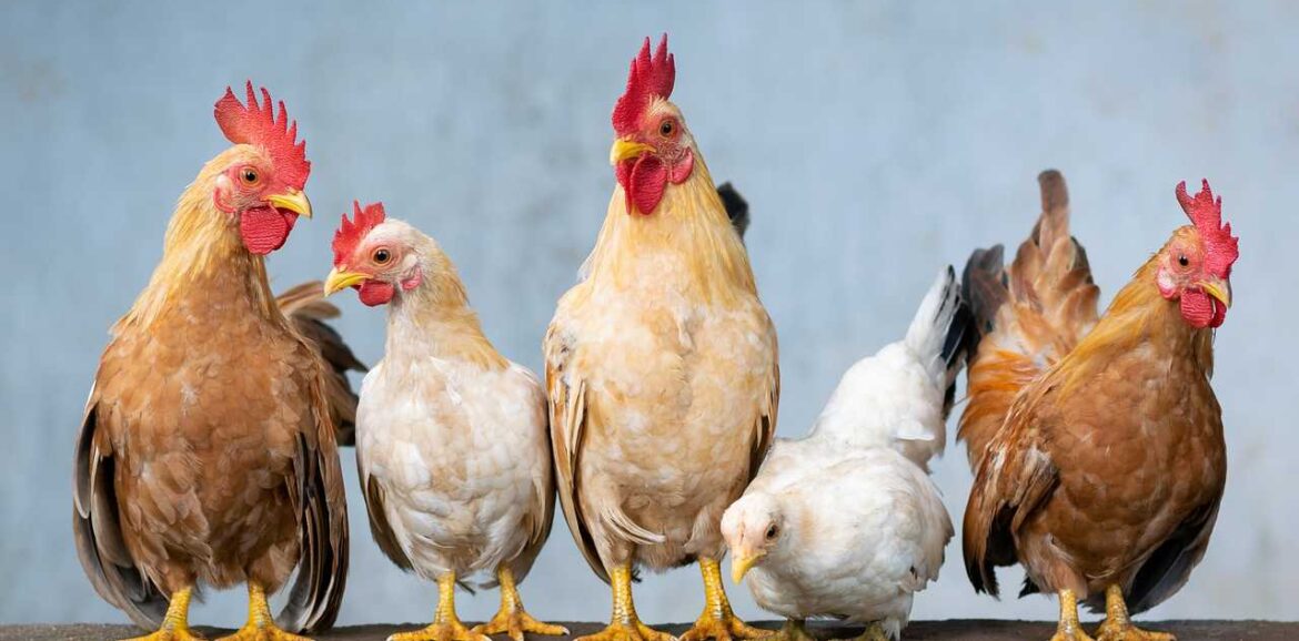 chicken-price-falls-to-record-low-in-telugu-state-check-rate-per-kg