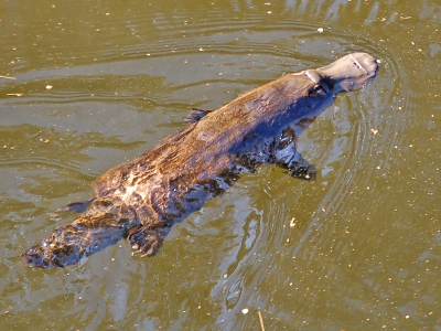 Fishing net ban to protect South Australia's platypuses