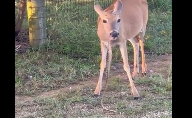 Internet flummoxed as deer munches on snake