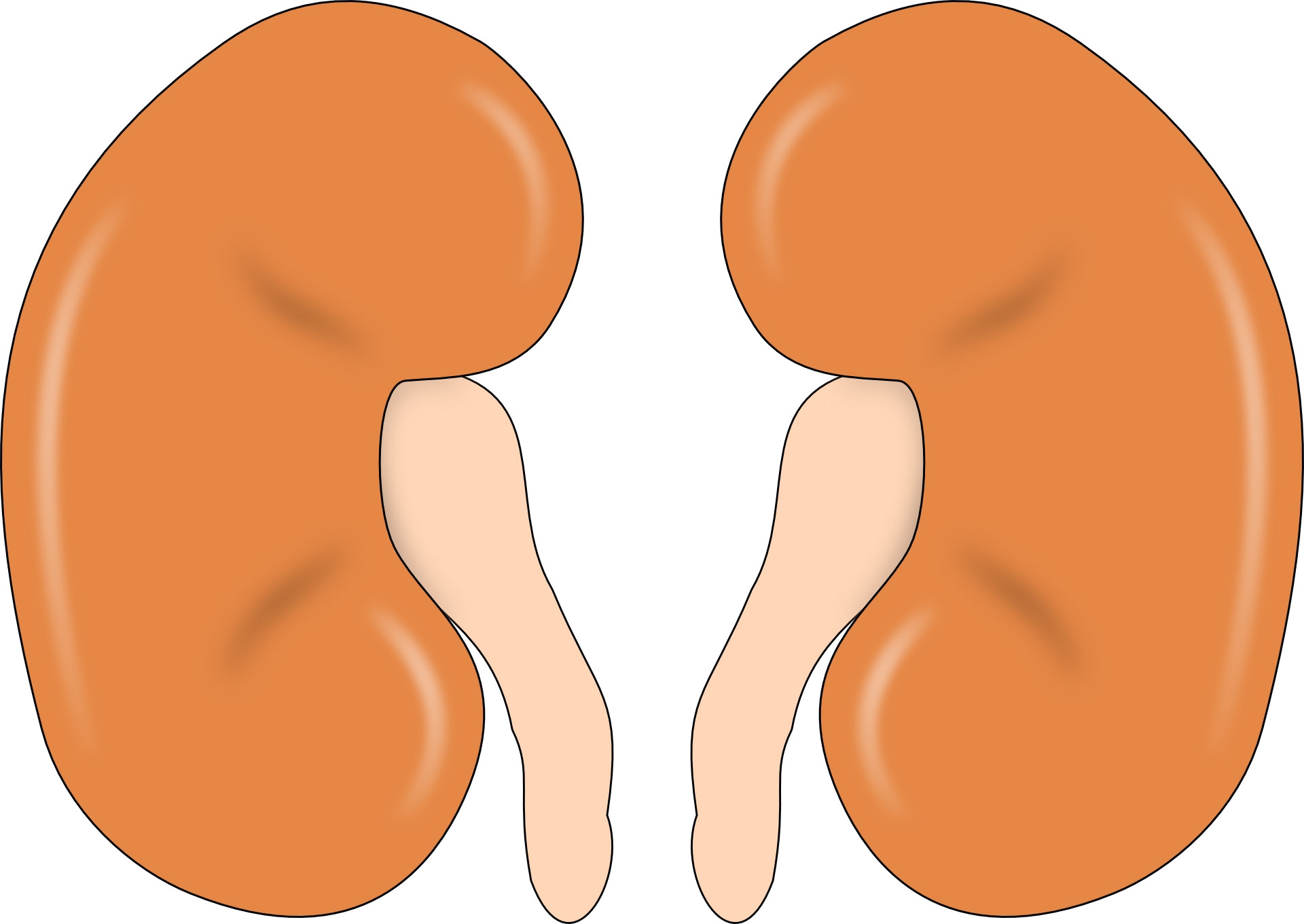 new-fda-approved-antiviral-shows-promise-for-kidney-transplant-patients