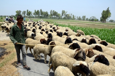 J&K: Speeding vehicle kills 60 sheep, injures 40 in Kulgam