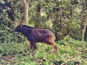 Raimona National Park in Assam clicks first photograph of endangered ...