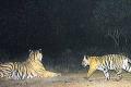 Tigers count starts in N Sagar-Srisailam tiger project - Sakshi Post