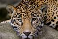 Stray leopard inside ICRISAT campus trapped after 5 months - Sakshi Post