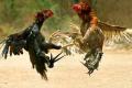 HC grants stay on cock fights slated to be held tomorrow - Sakshi Post
