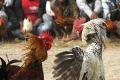 SC allows cockfights, but officials say the ban stays - Sakshi Post