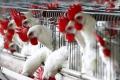 After respite from Swine Flu, it&#039;s time for Bird Flu - Sakshi Post