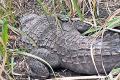 Farmer turns Good Samaritan, saves crocodile - Sakshi Post