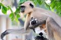 Monkey becomes mother for this pup - Sakshi Post