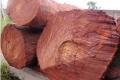 Red sandalwood logs seized in Kadapa, four held - Sakshi Post