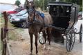 Dispute over horse buggy leads to Murder - Sakshi Post