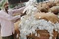 T&#039;gana BJP demands bonus of Rs 500 on MSP for cotton farmers - Sakshi Post