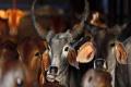 BJP trying to provoke communal tension in name of beef: CPI - Sakshi Post