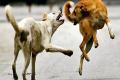 7-year-old girl dies after being attacked by stray dogs in Kapra - Sakshi Post