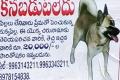 This Couple announces Rs 20000 for their missing pet - Sakshi Post