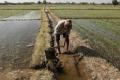 Irrigation Minister Harish Rao released water from the four irrigation projects - Sakshi Post