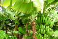 Scientists warn of Banana’s extinction - Sakshi Post