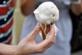 Sam Nassif and Oliver Greenwald created the Drip Drop which is an edible ring made out of waffle cone ingredients that protects ice cream drips from getting on people’s hands and clothes - Sakshi Post