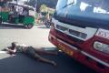 Two youths were mowed down by RTC bus in Vijayawada on Sunday morning. - Sakshi Post