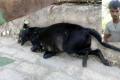 The dead dog, (inset) Aslam Khan - Sakshi Post