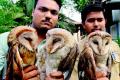 Owls are in high demand during Diwali - Sakshi Post