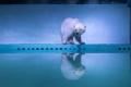 Pizza, the world’s saddest polar bear - Sakshi Post