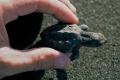 Olive Ridley sea turtle - Sakshi Post