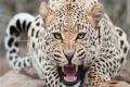 Rashmita Tikhayabhai died on Tuesday night after a leopard attacked her - Sakshi Post