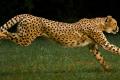 Cheetah - Sakshi Post