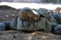 Muriel Benetulier wanted to be photographed with the crocodile and tried to get close to the reptile - Sakshi Post