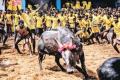 Jallikattu began in parts of Tamil Nadu on Sunday with traditional fervour. (file photo) - Sakshi Post