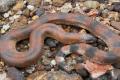 Red Sand Boa snake - Sakshi Post