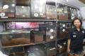 Ming Cu has a collection of 1,500-odd spiders in her house - Sakshi Post