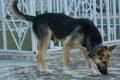 A dog was pronounced death sentence for biting a child - Sakshi Post