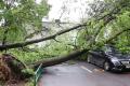 Two persons were killed after a tree fell onto their summer house. - Sakshi Post