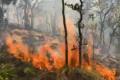 Forest fire in Seshachala hills, in Tirumala on Monday. - Sakshi Post