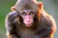 To save the monkey, Ramesh made a sudden swerve, lost balance and fell down - Sakshi Post