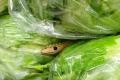 The Mother and her teenage daughter fell ill after they accidentally cooked and ate a baby snake along with the cabbage - Sakshi Post