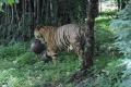 the tiger, named ‘Panna’ with the softball - Sakshi Post