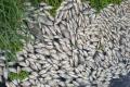 Fish wroth Rs60 lakh died due to contamination of the lake water - Sakshi Post