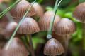 Magic mushrooms may decrease the likelihood of antisocial criminal behaviour - Sakshi Post