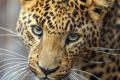 Leopards attack incidents in Gujarat - Sakshi Post
