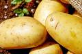 Potato is the fourth most widely consumed plant food after rice, wheat and corn - Sakshi Post