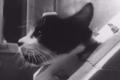 Felicette, the world’s first and only cat to travelled to space on October 18, 1963 - Sakshi Post