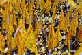 There will be fewer people to hoist the TDP flag in Telangana considering the spate of desertions in recent days. - Sakshi Post