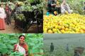 Sikkim produced 80,000 metric tonnes organic vegetable in the state last year to showcase its commitment to organic farming. - Sakshi Post